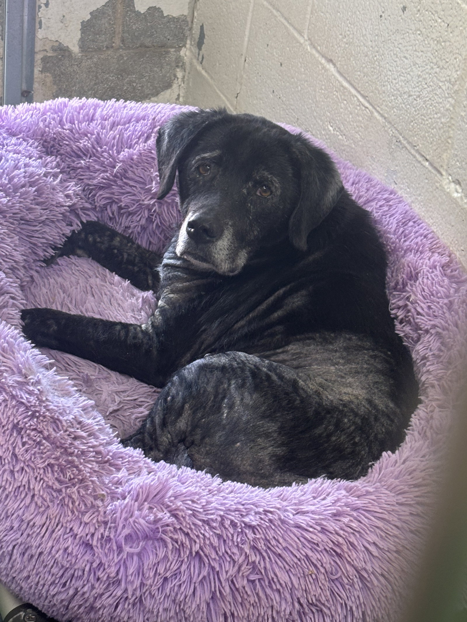 Rico: At shelter