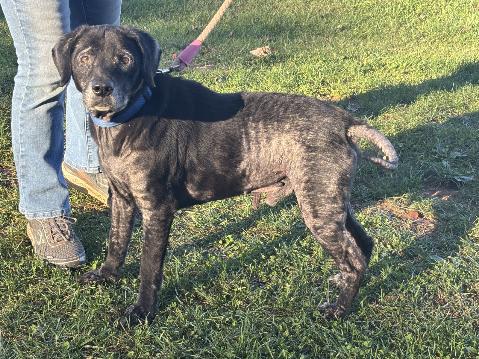 Rico: At shelter, photo 3