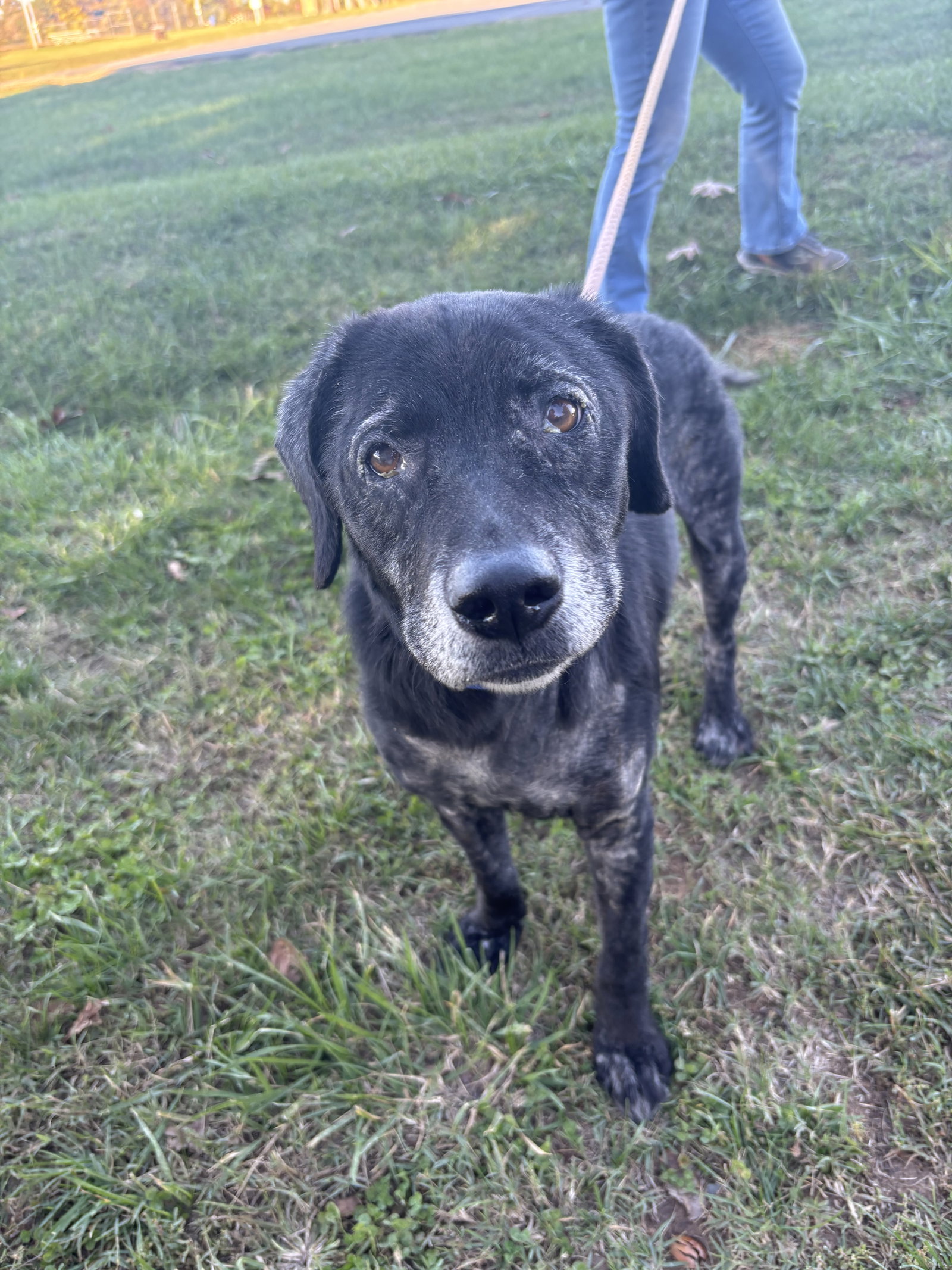 Rico: At shelter, photo 4