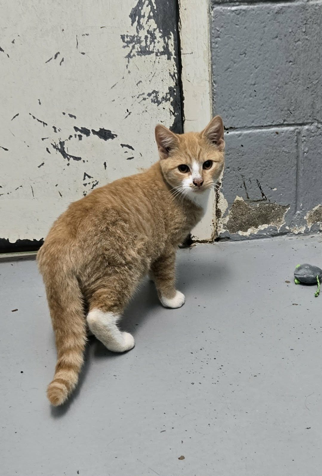 Cicero At Shelter
