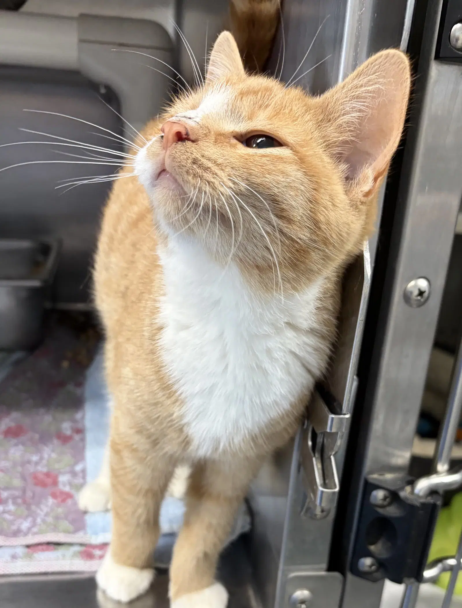 Cicero At Shelter image 2