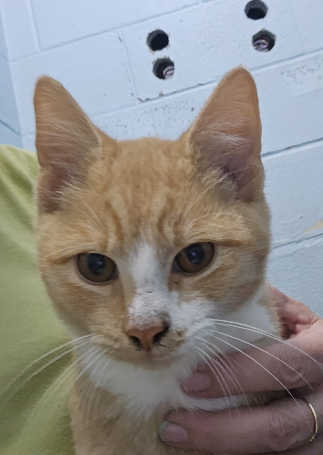 Cicero: At shelter, photo 3