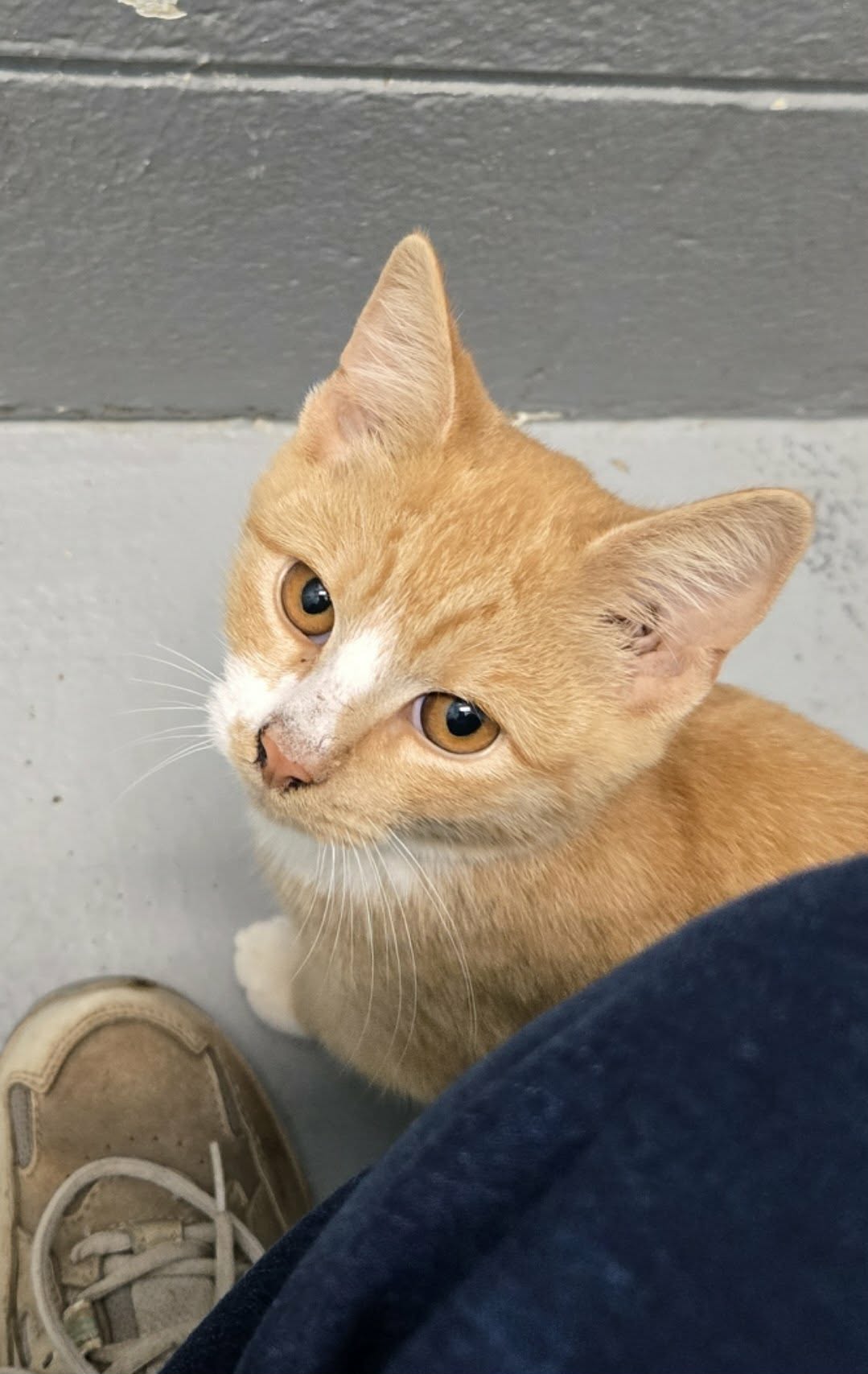 Cicero: At shelter, photo 4