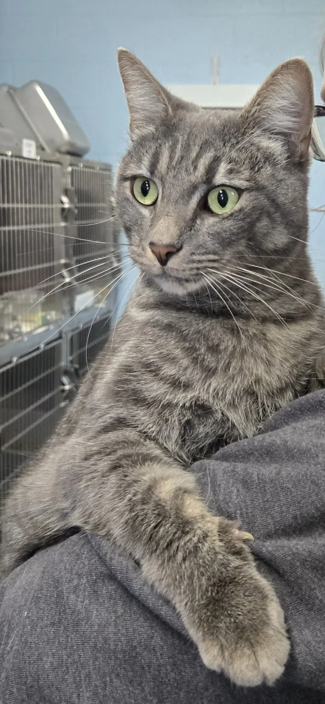 Roscoe - At The Shelter image 2