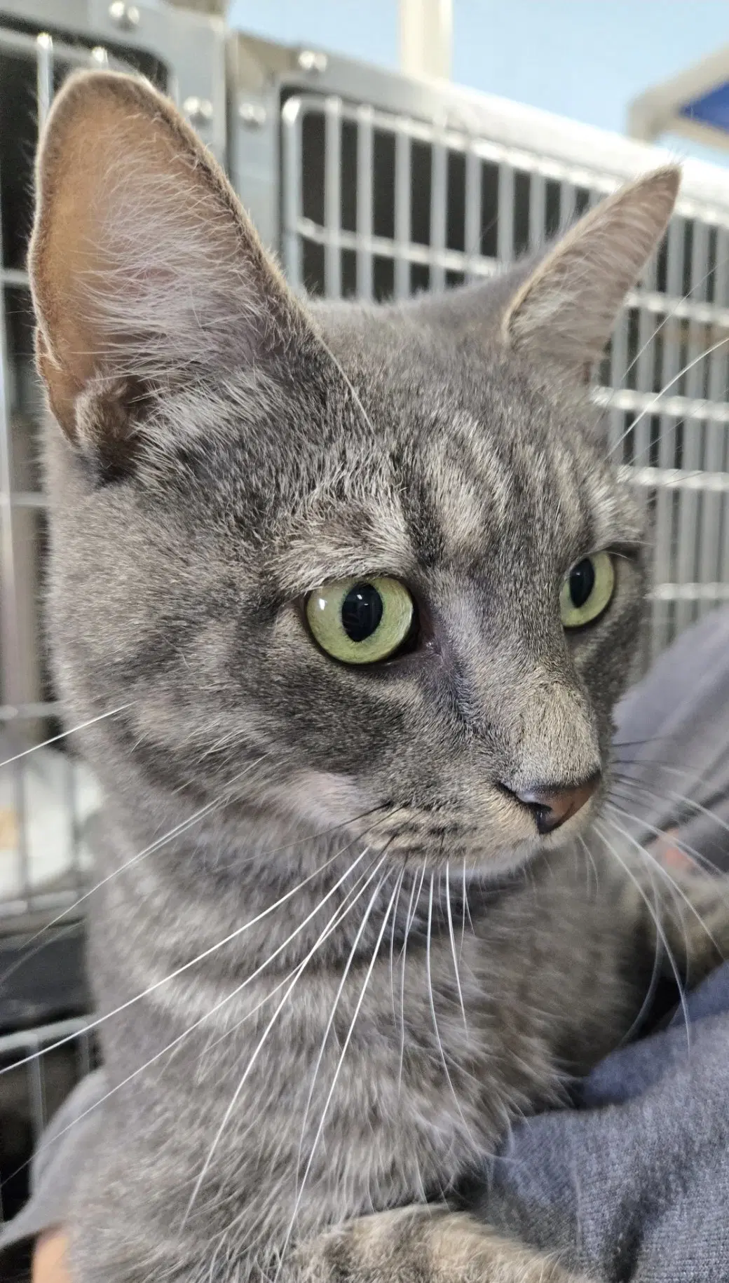 Roscoe - At The Shelter image 3
