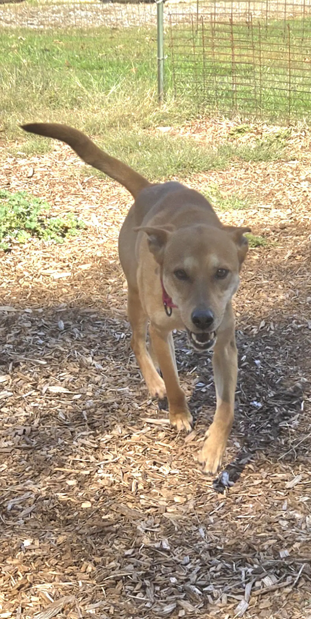 Toby - At The Shelter - Shepherd