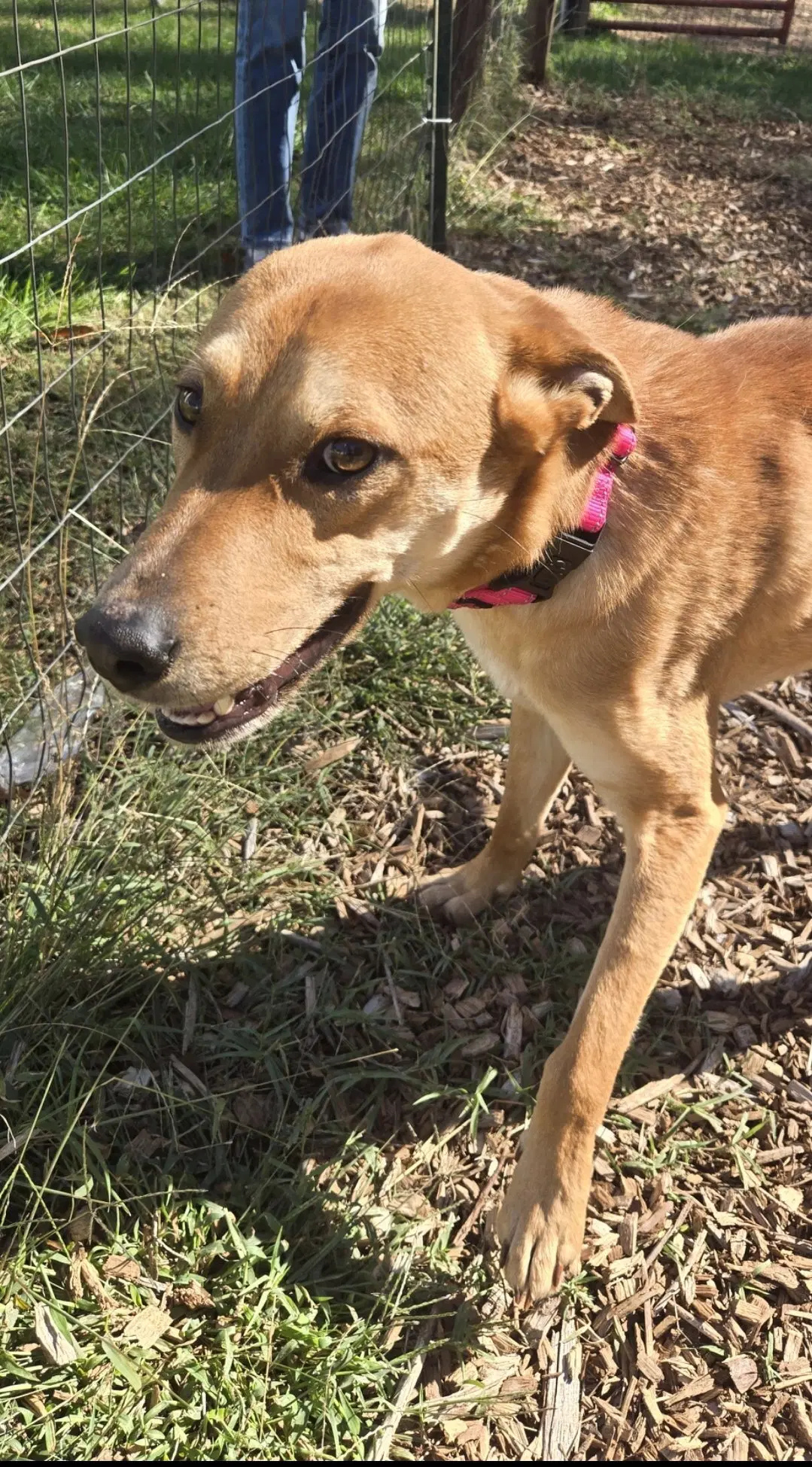 Toby - At The Shelter image 2
