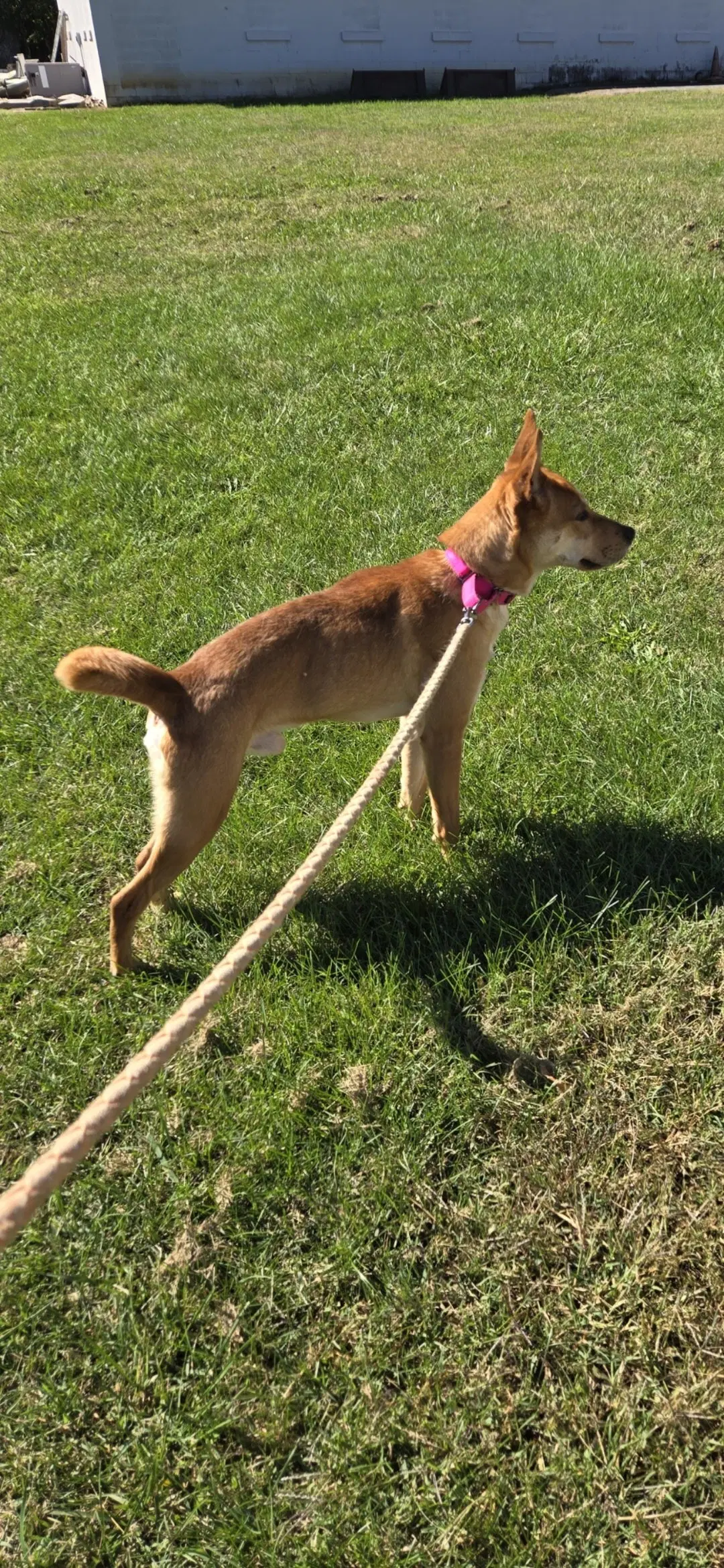 Toby - At The Shelter image 3