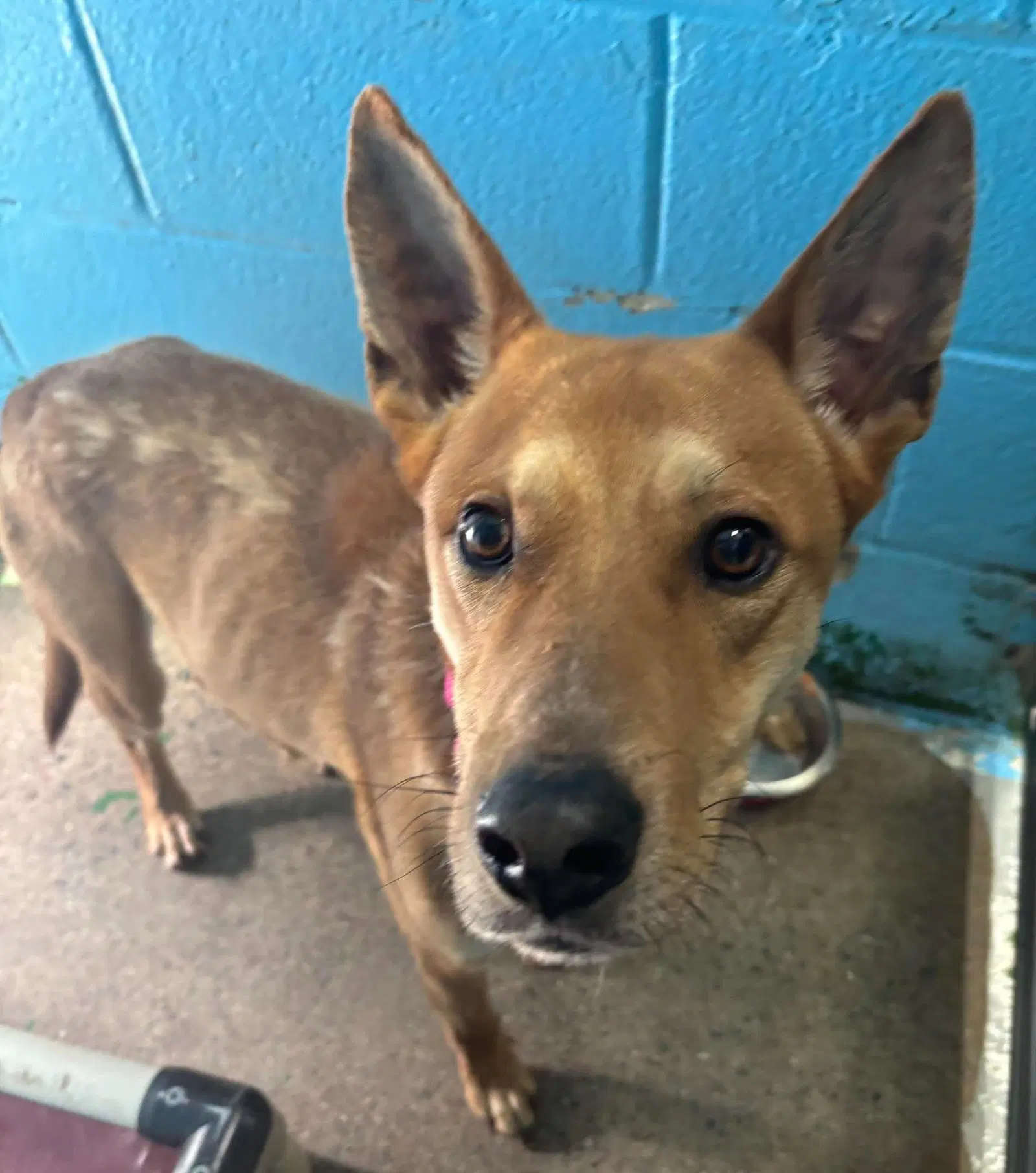 Toby - At The Shelter image 4