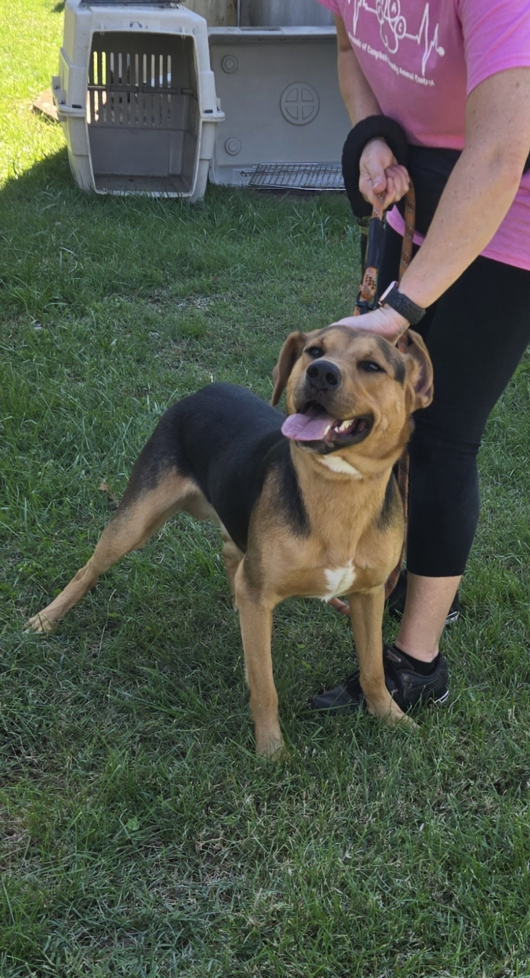 Ox: At the Shelter, photo 4