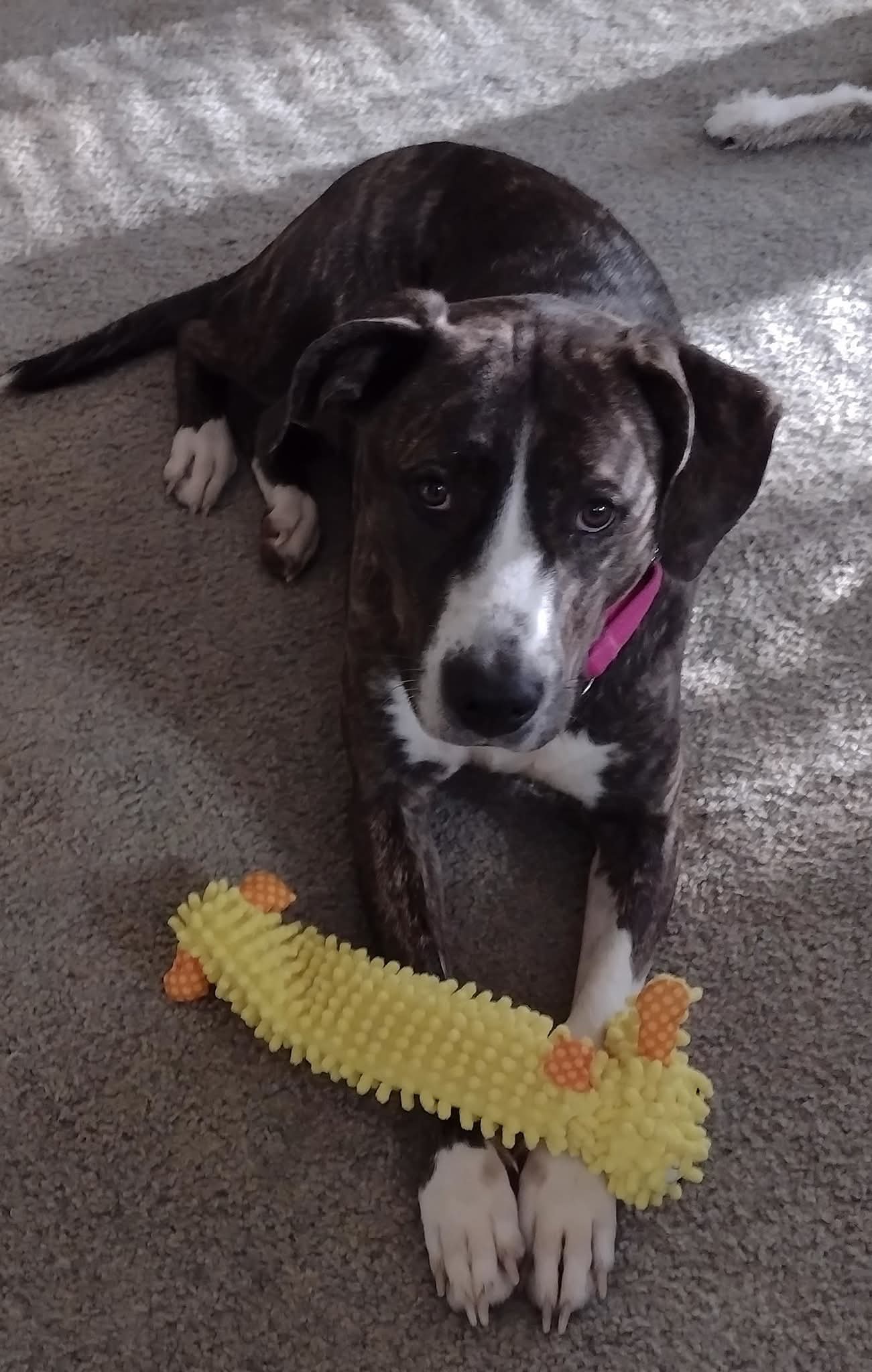 Arabella - Not at the Shelter (MaryBeth)