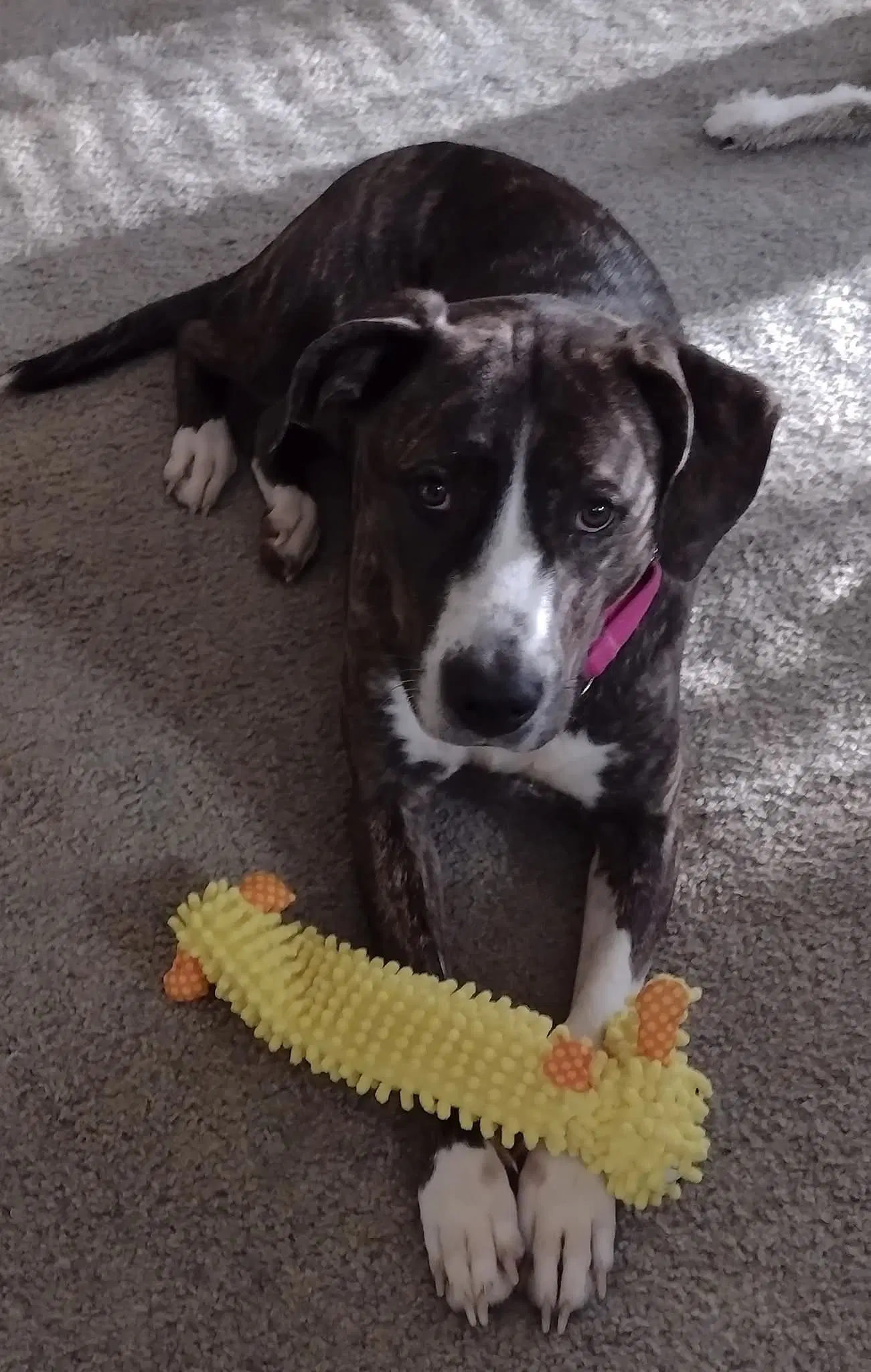 Arabella - Not At The Shelter Marybeth - Hound