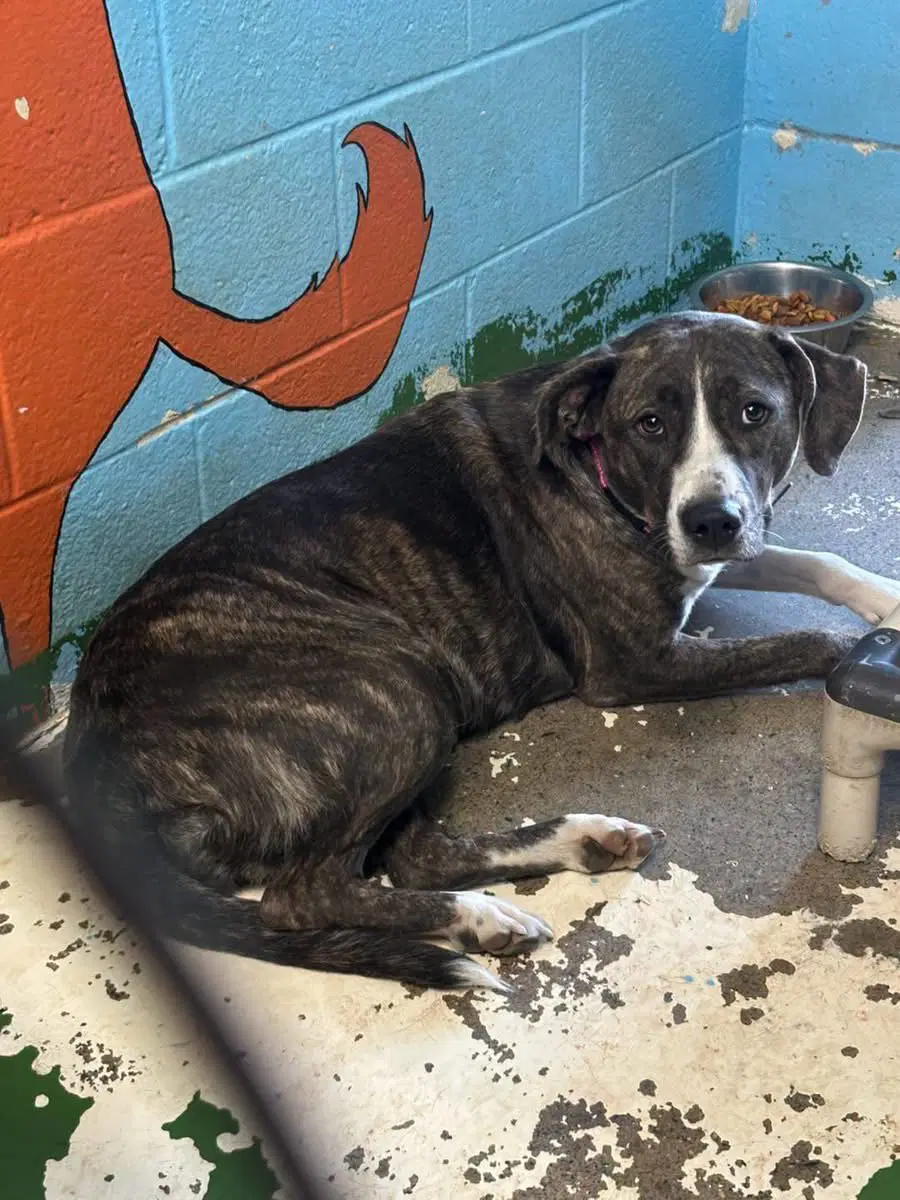 Arabella - Not At The Shelter Marybeth image 2
