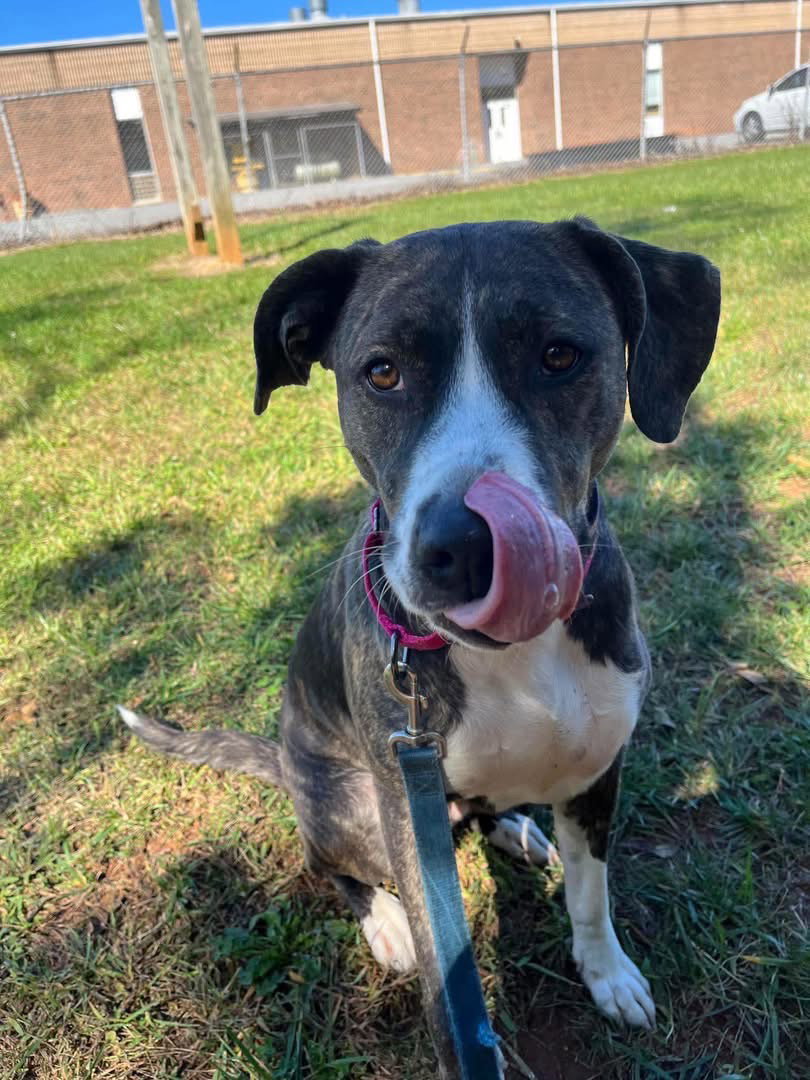Arabella - Not at the Shelter (MaryBeth), photo 3