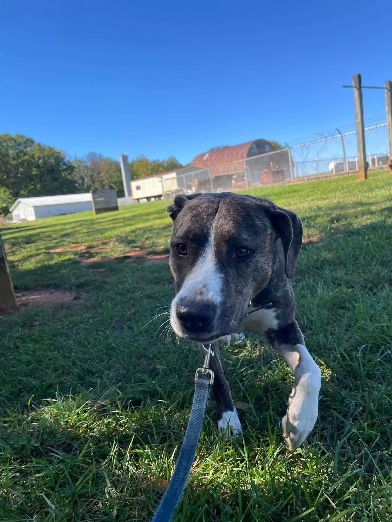 Arabella - Not at the Shelter (MaryBeth), photo 5