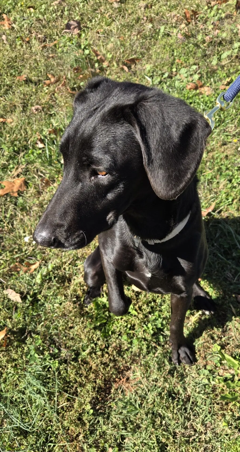 Molly - At Shelter image 2