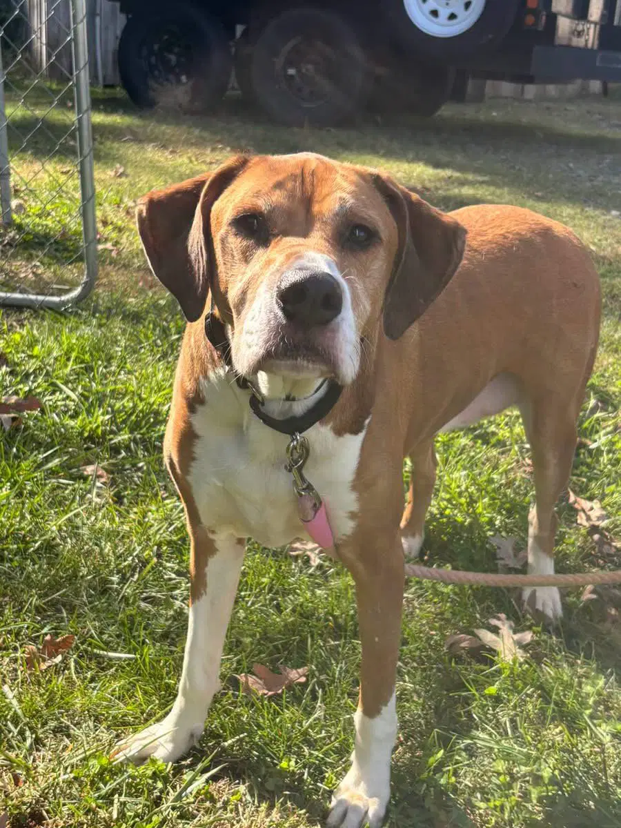 Saint - At The Shelter - Hound