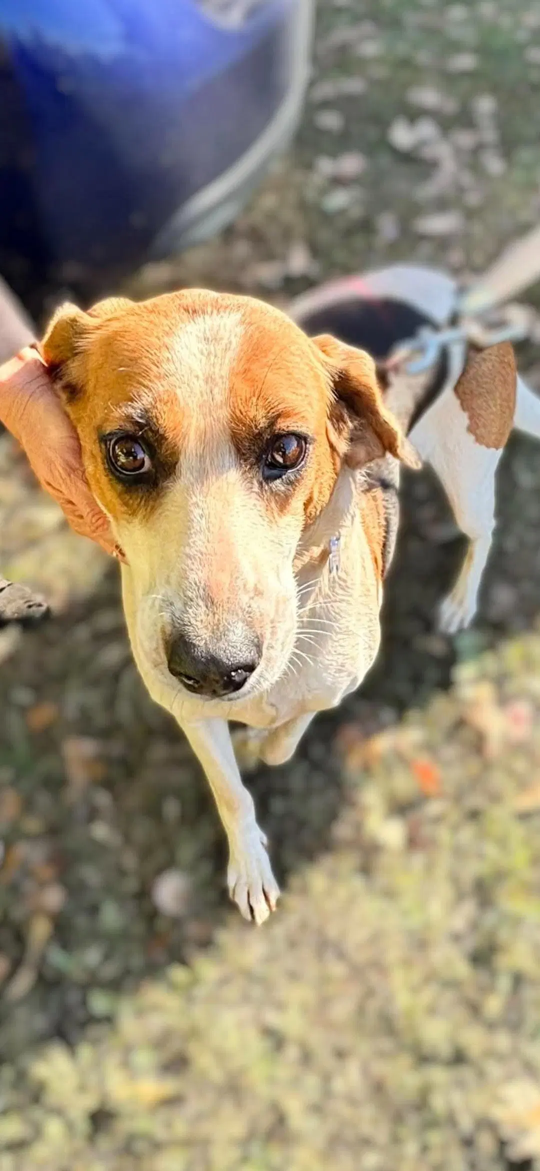 Loretta - Not At The Shelter Wendy - Hound