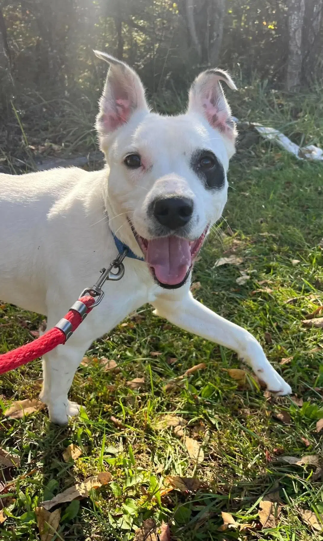Linus - At The Shelter - Pit Bull Terrier