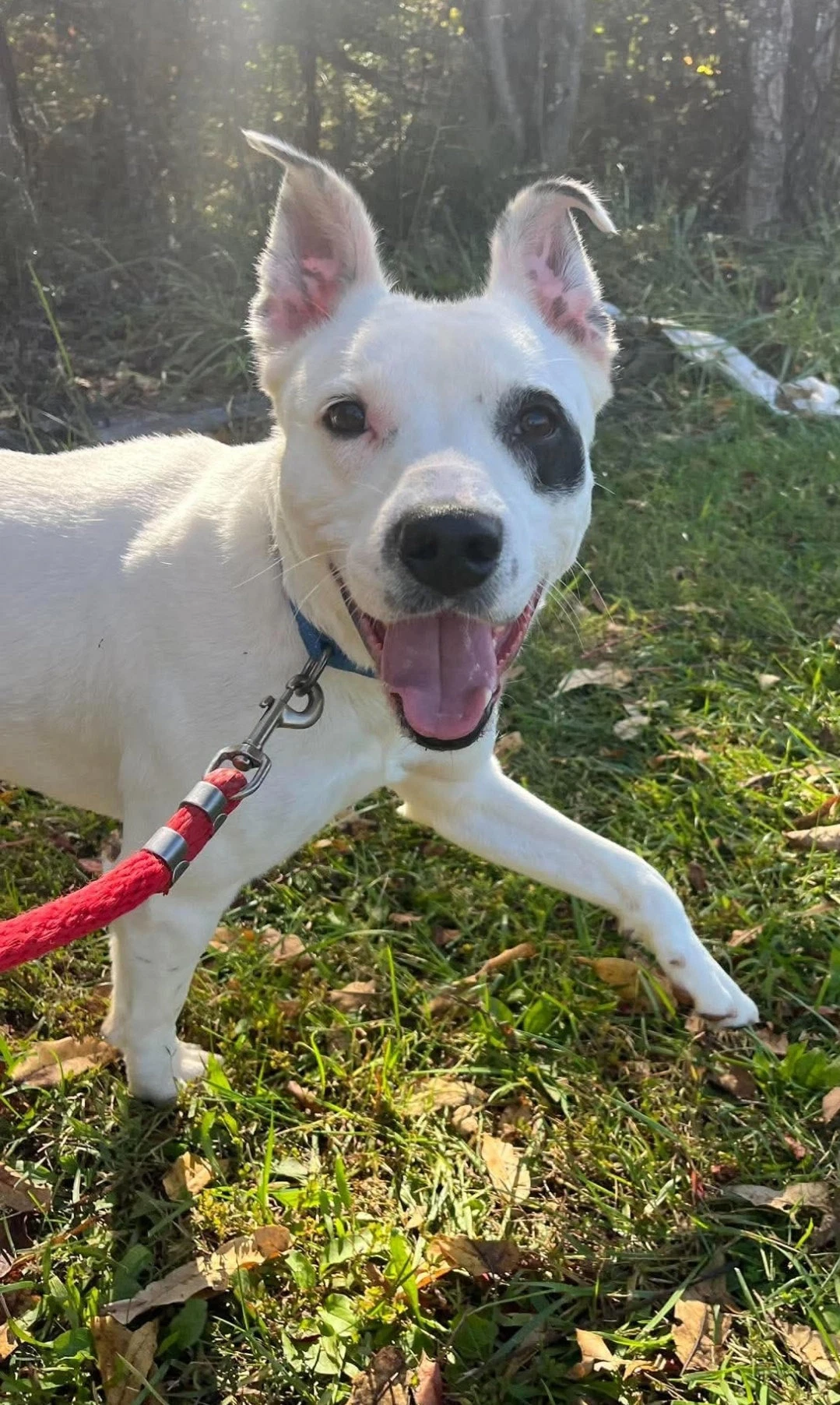 Linus - At The Shelter