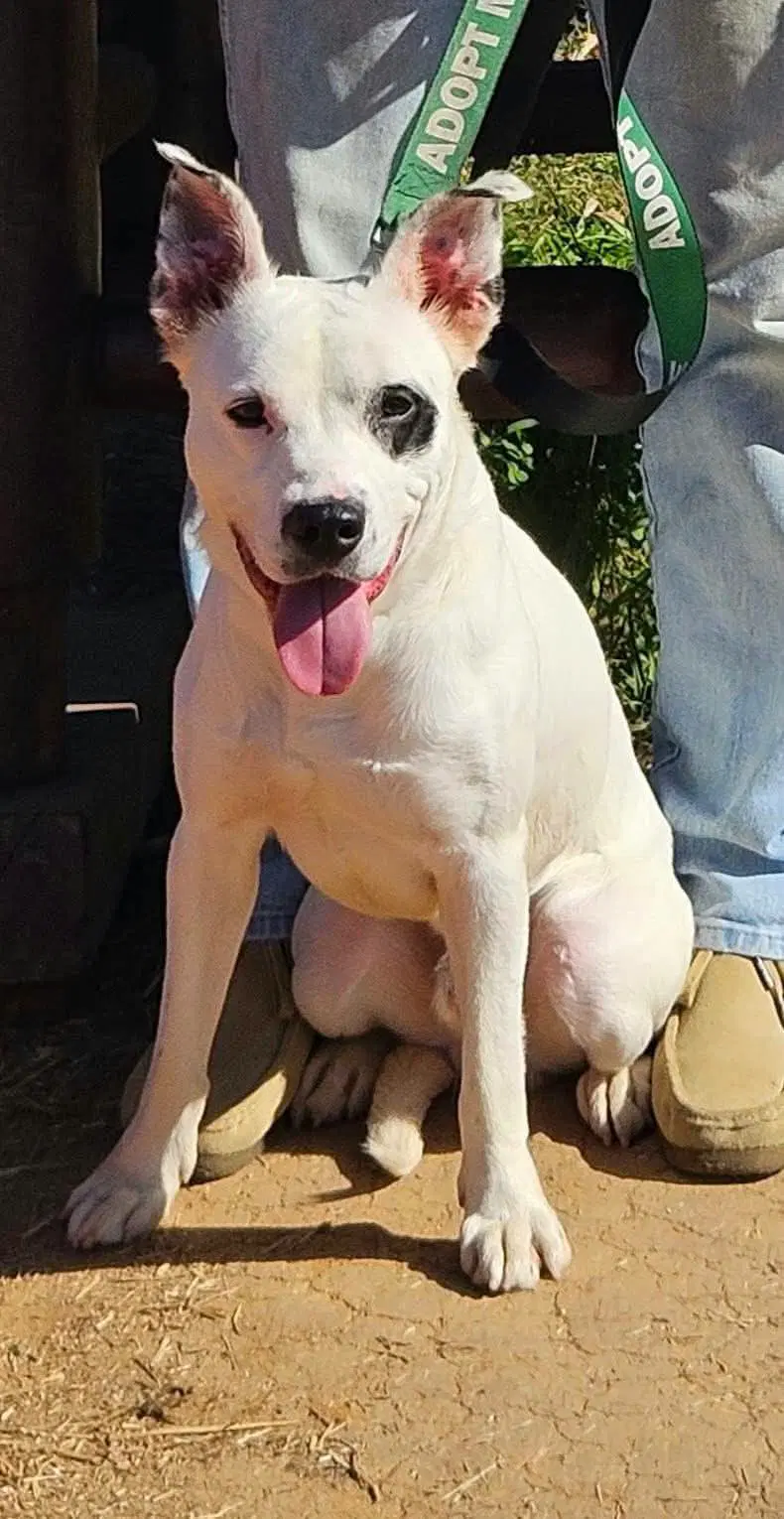 Linus - At The Shelter image 4
