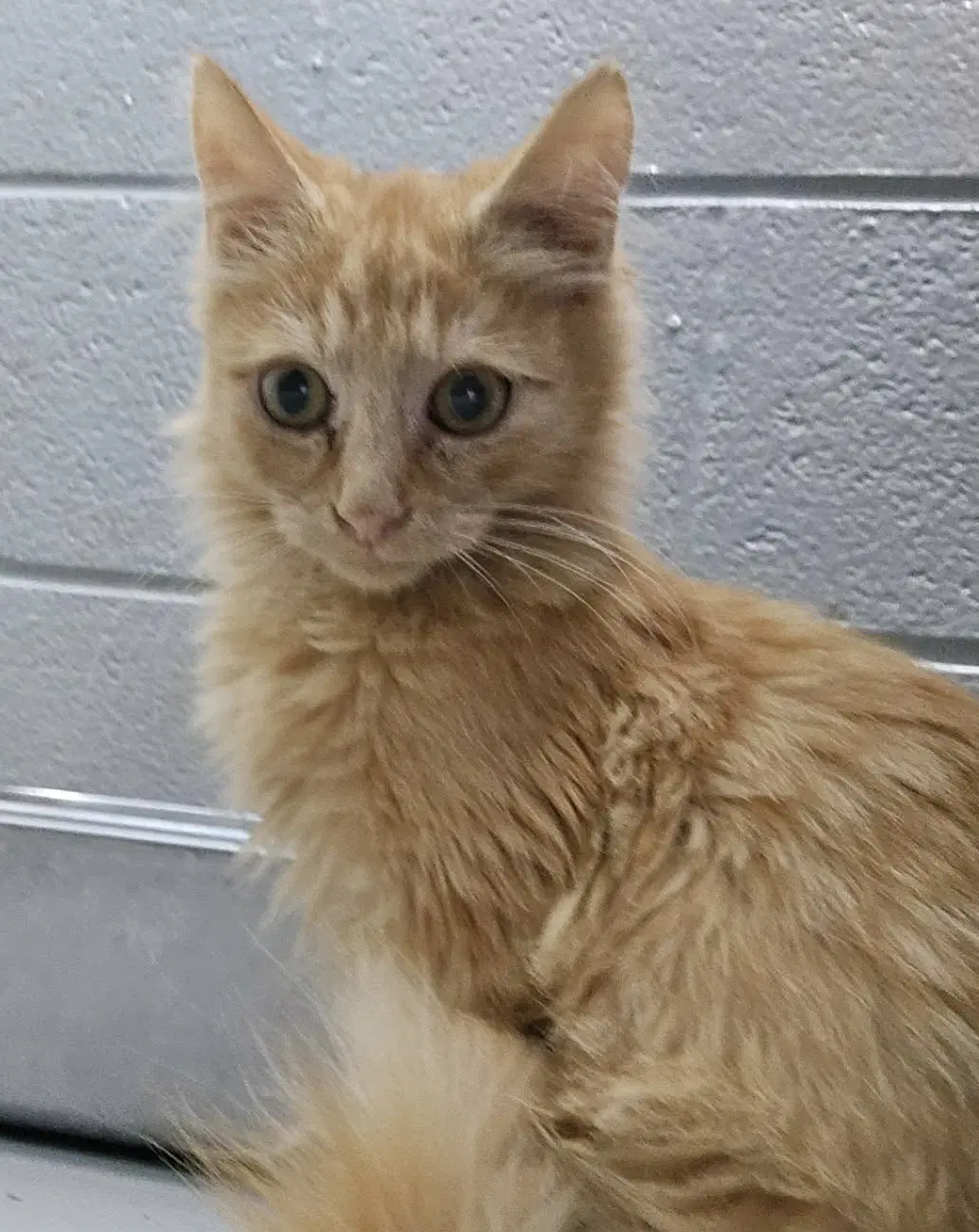 Tigger - At Shelter - Domestic Medium Hair