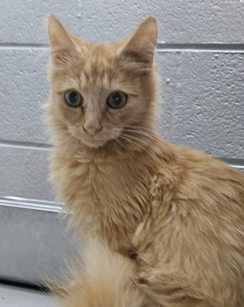 Tigger - At Shelter