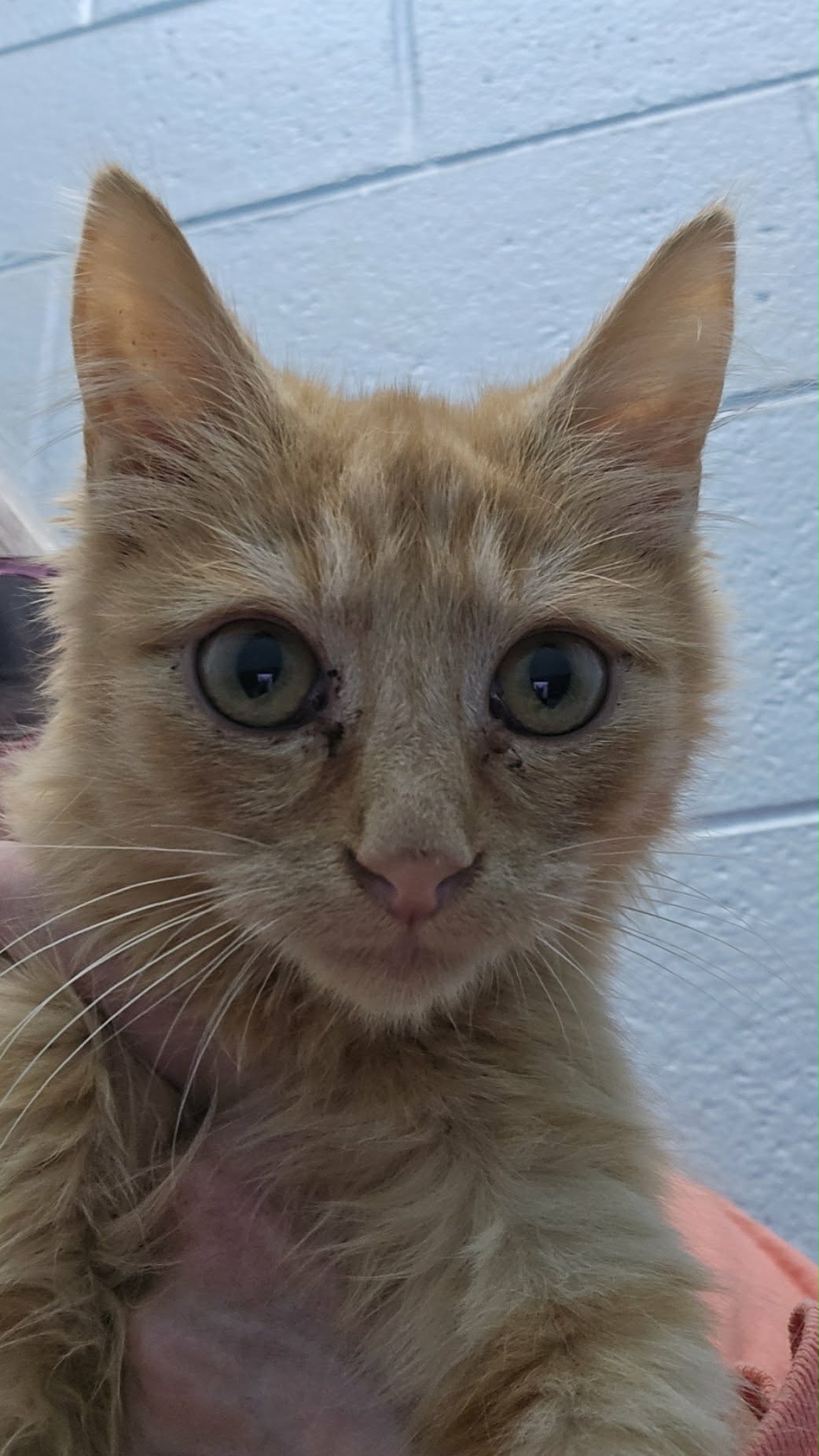 Tigger - At shelter, photo 2