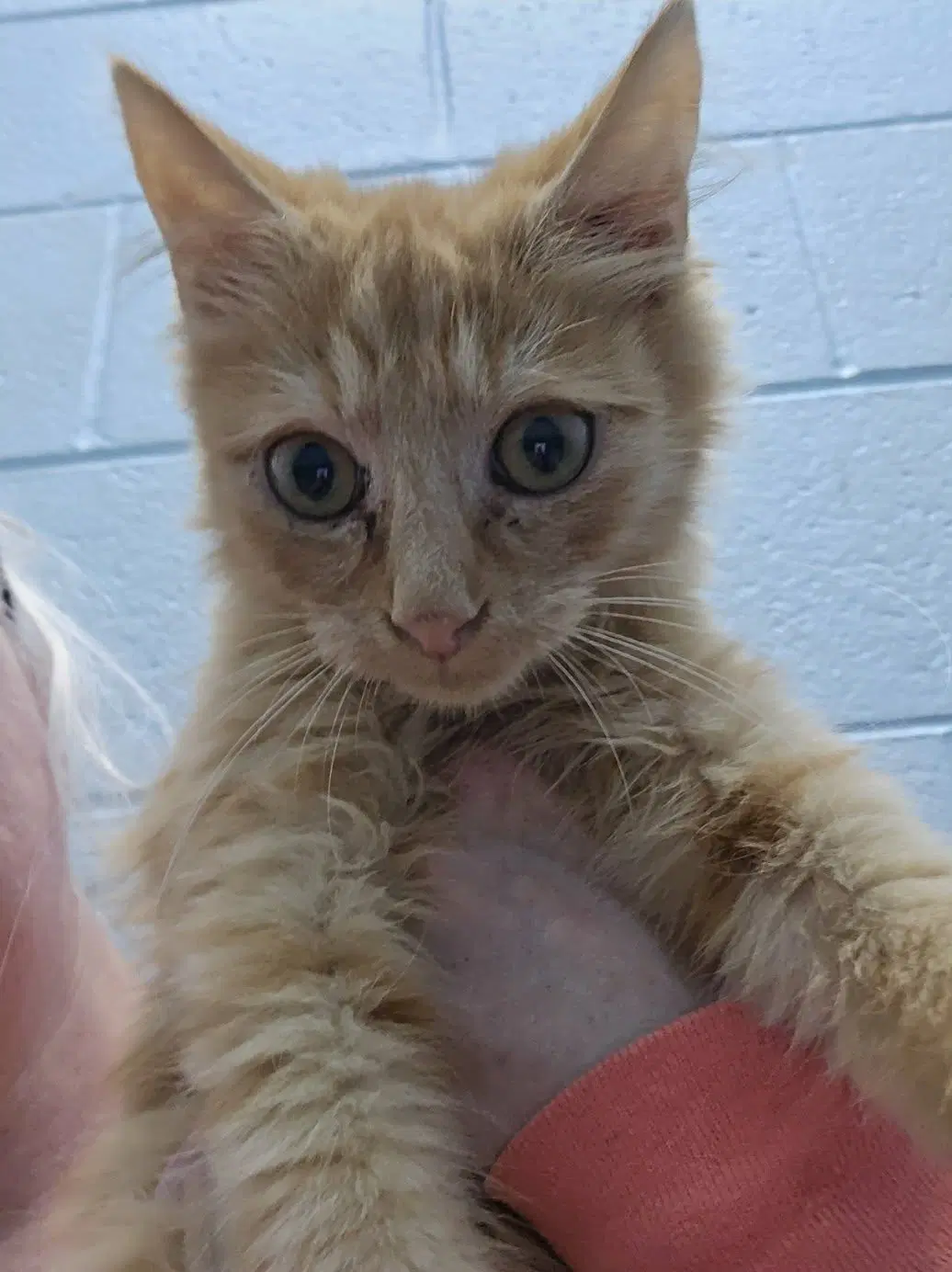 Tigger - At Shelter image 3