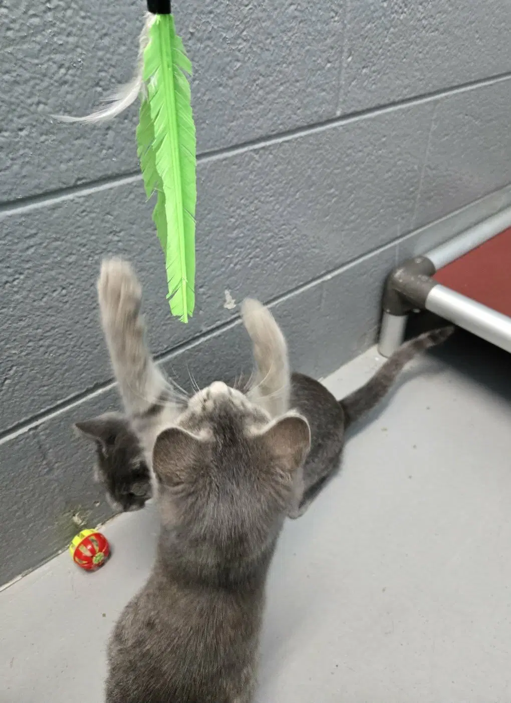 Harper - At Shelter - Domestic Short Hair