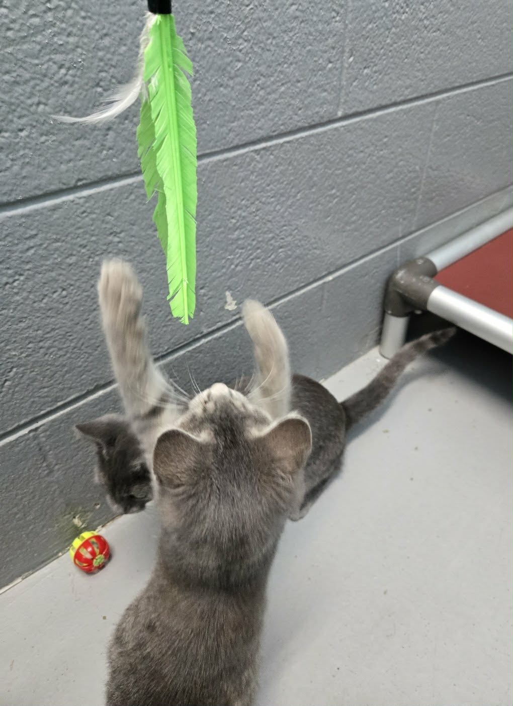Harper - At Shelter
