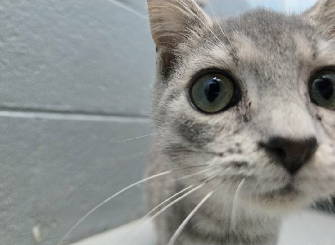 Harper - At shelter, photo 2