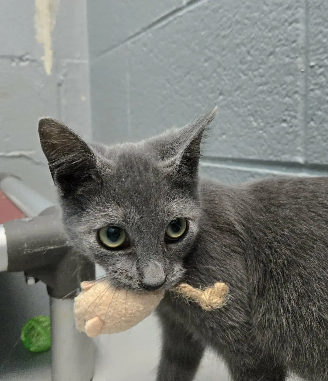 Fitz - At Shelter - Domestic Short Hair