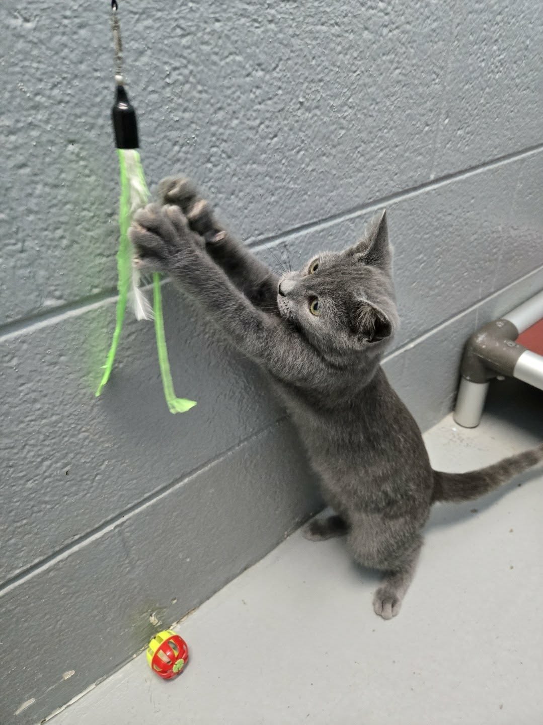 Fitz - At shelter, photo 2