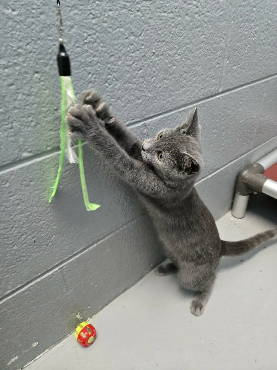 Fitz - At Shelter image 2