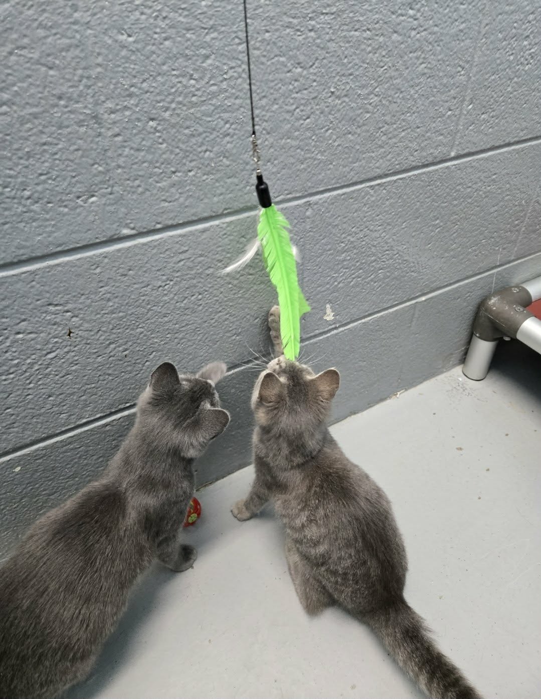 Fitz - At shelter, photo 3
