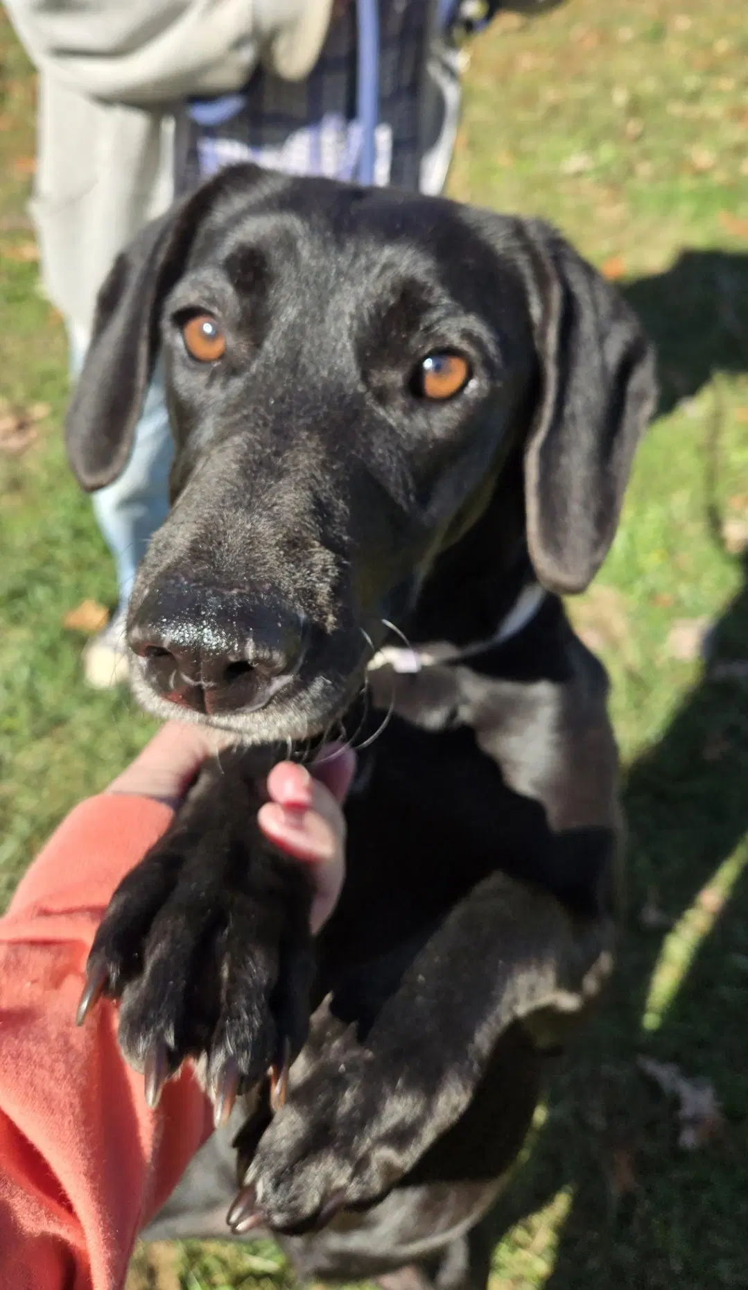 Molly - At The Shelter - Labrador Retriever