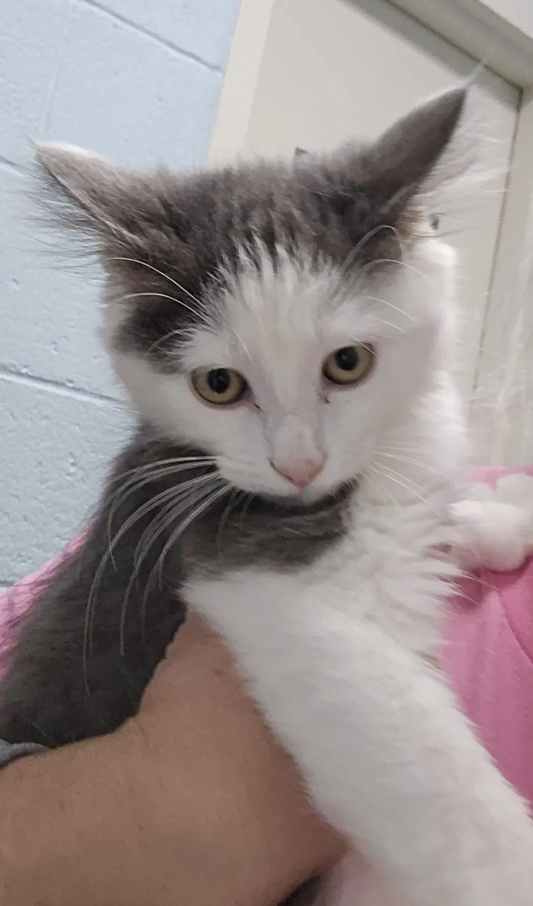 Trudy - At The Shelter image 2