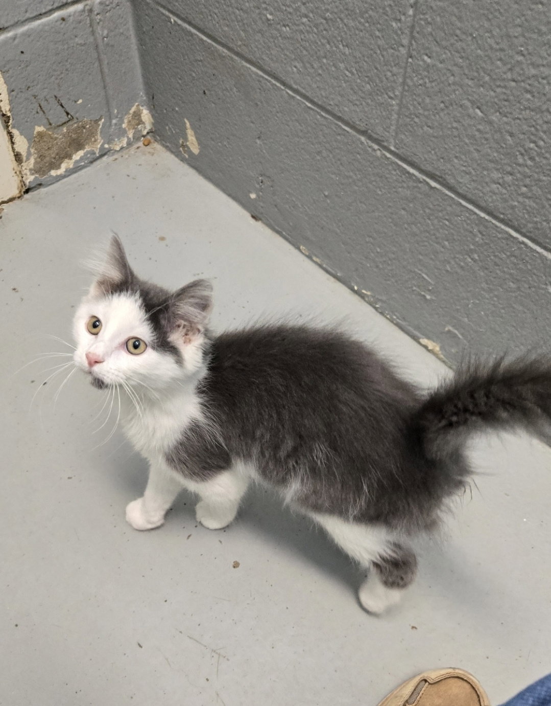 Trudy - At the Shelter, photo 3