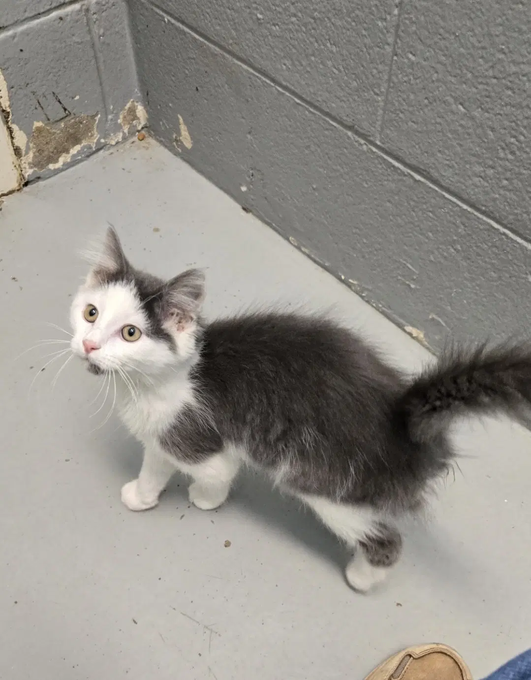 Trudy - At The Shelter image 3