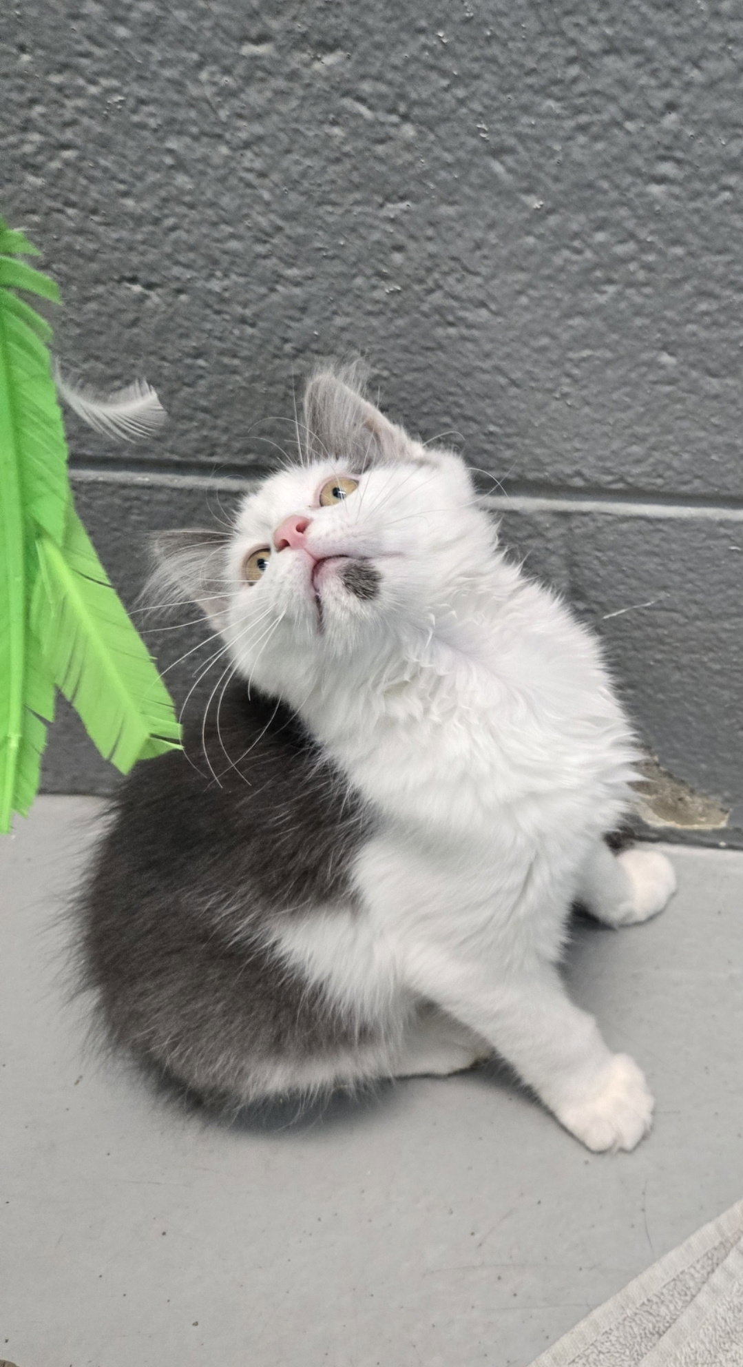 Trudy - At the Shelter, photo 4