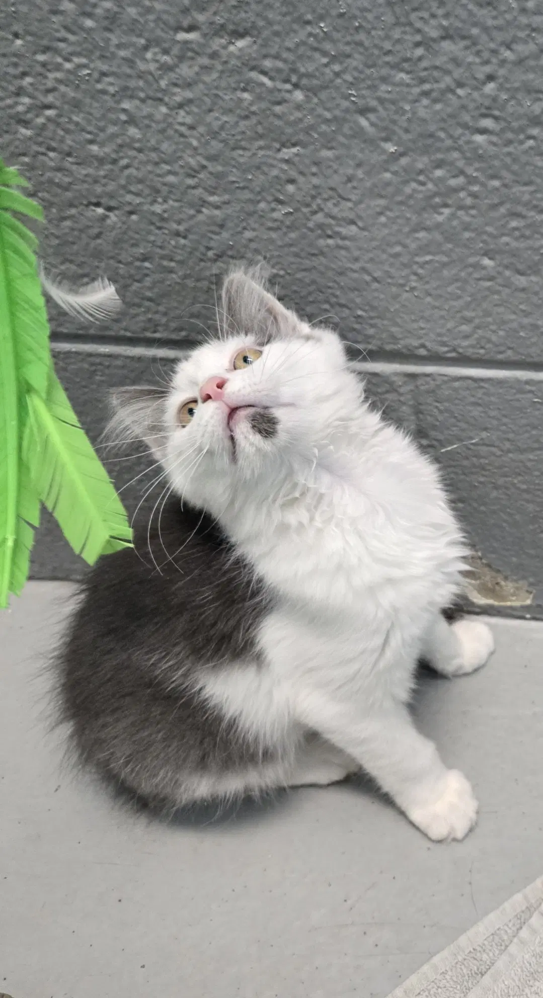Trudy - At The Shelter image 4