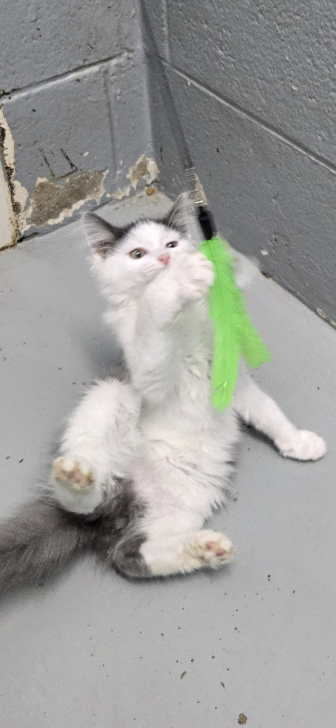 Trudy - At the Shelter, photo 5