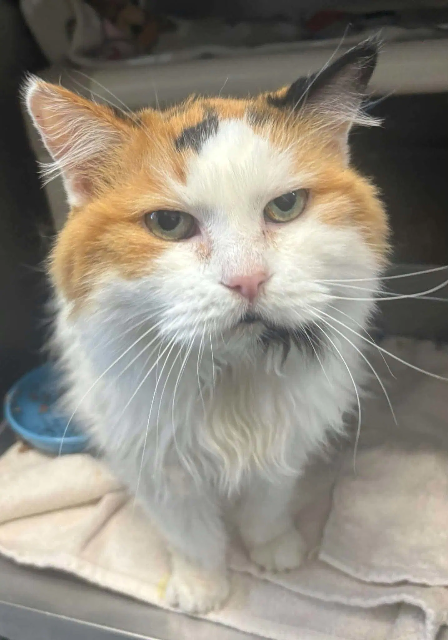 Queen Bea - At Shelter - Domestic Long Hair