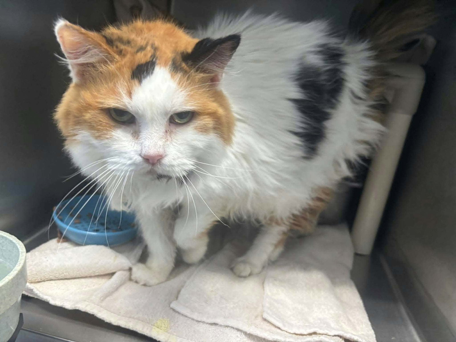 Queen Bea - At shelter, photo 2