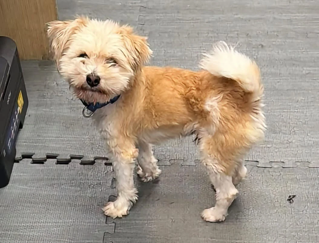 Leo - At Shelter Available