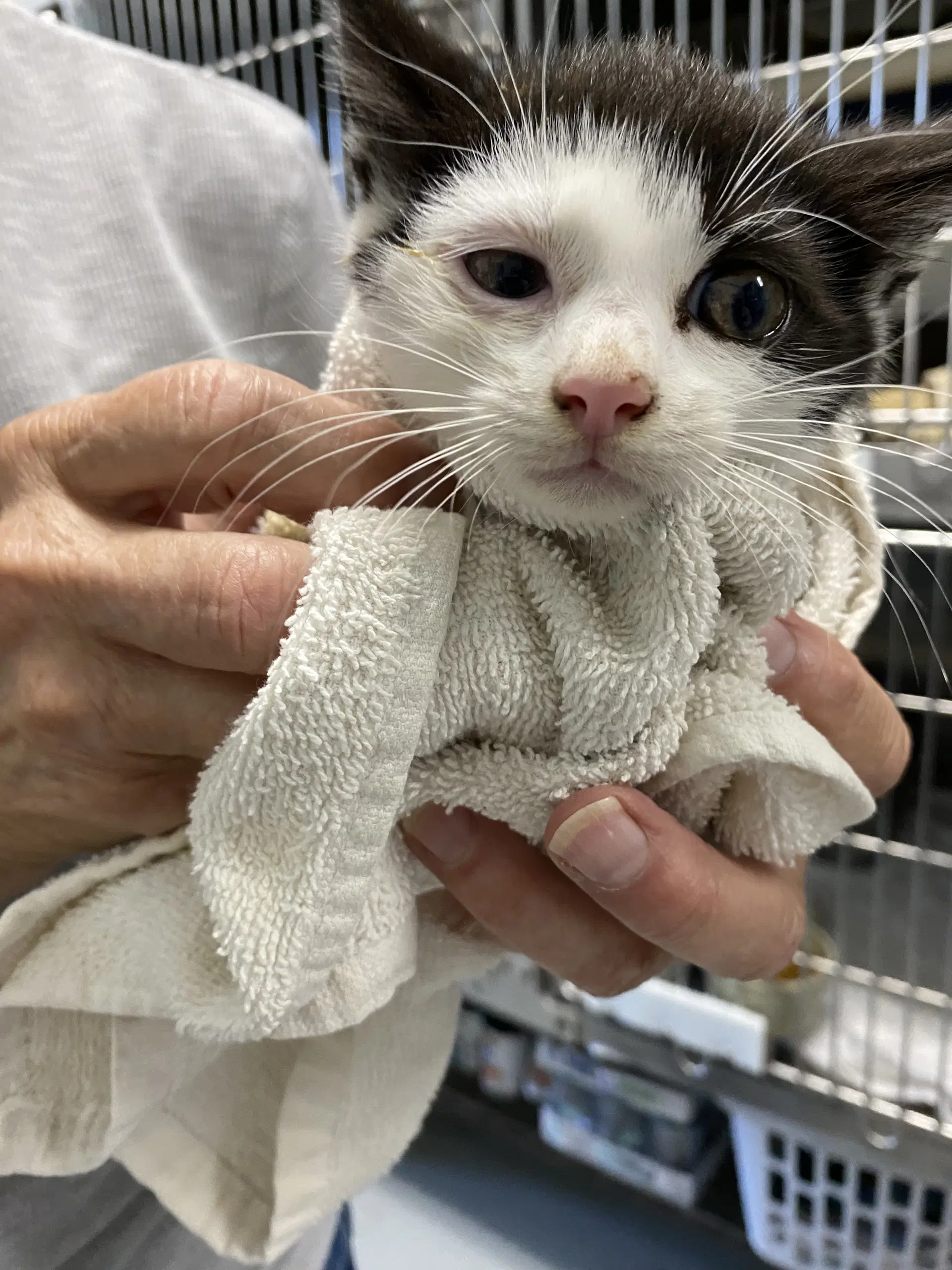 Eins - At Shelter - Domestic Short Hair