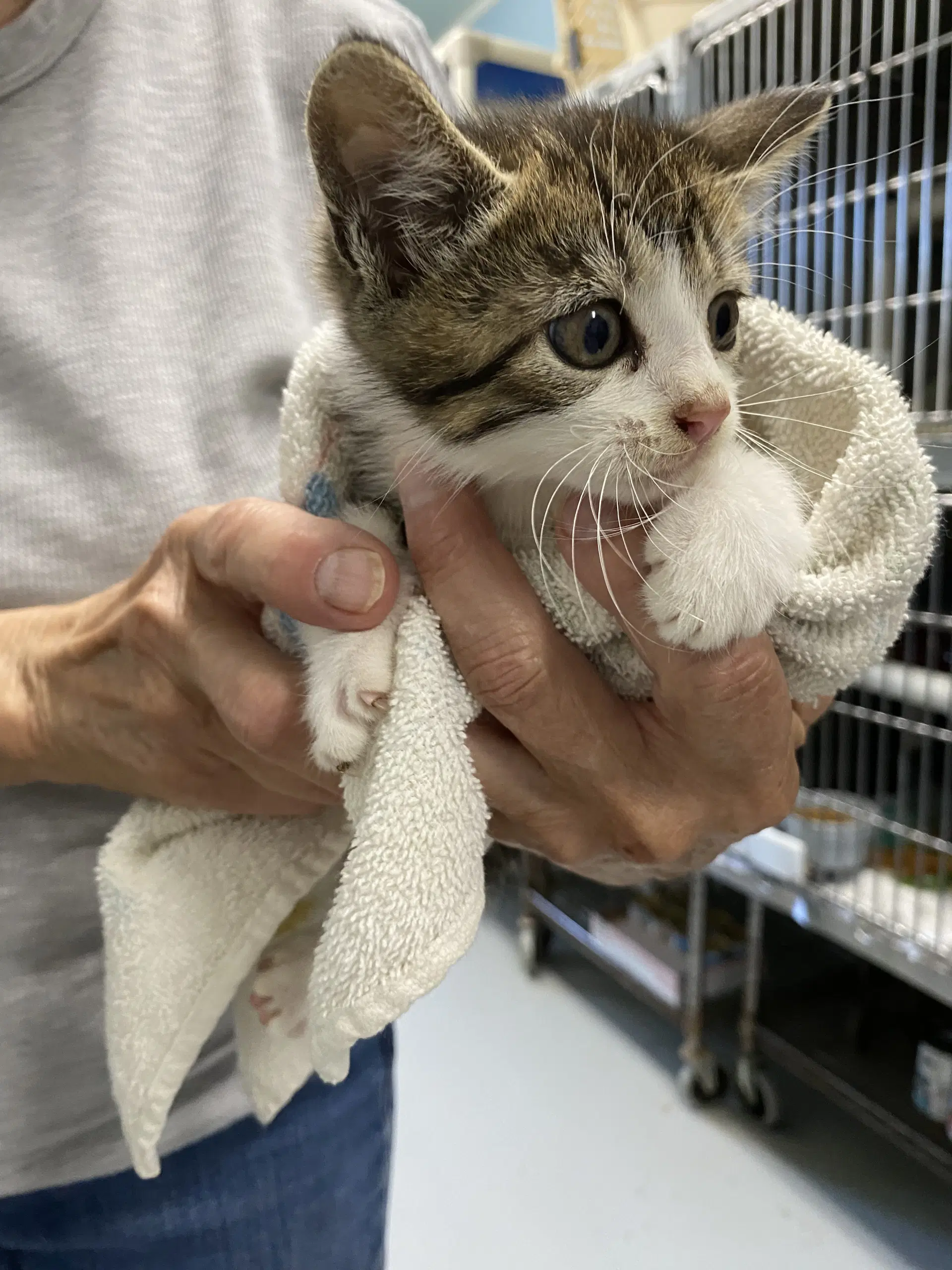 Drie - At Shelter - Domestic Short Hair