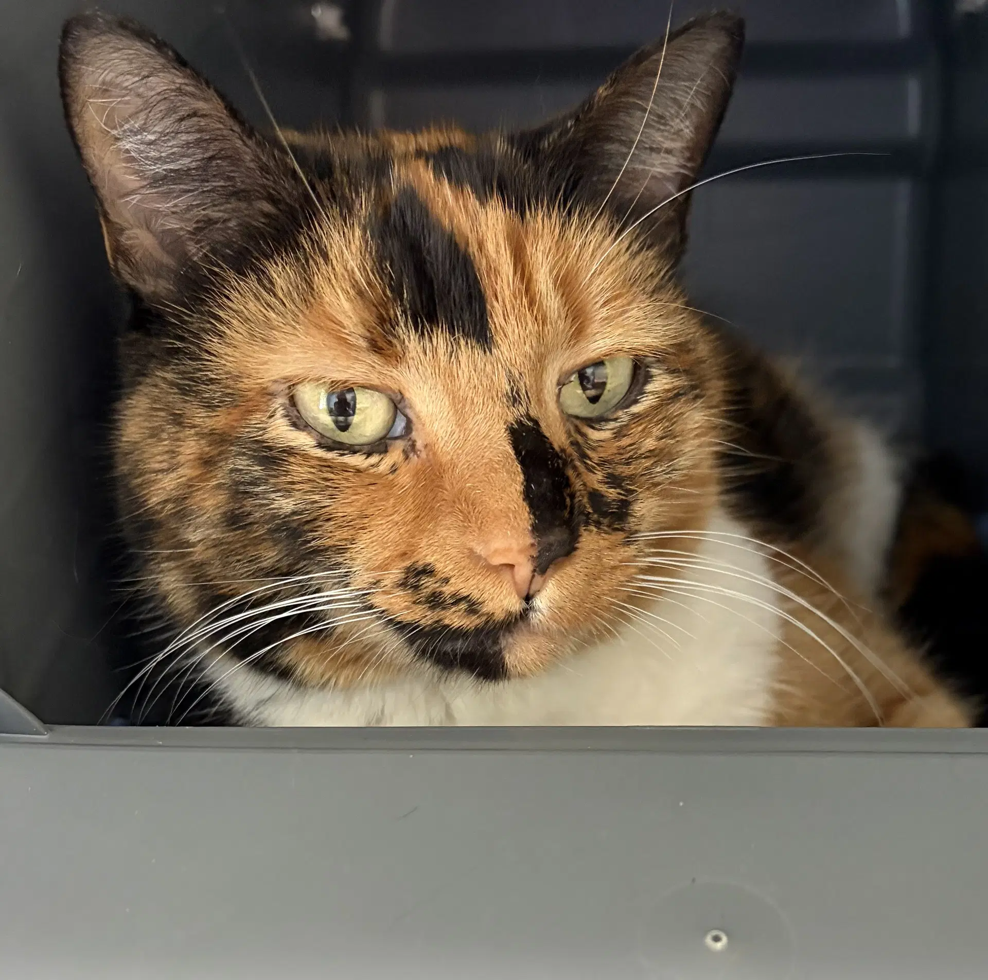 Hazel At Shelter - Domestic Short Hair