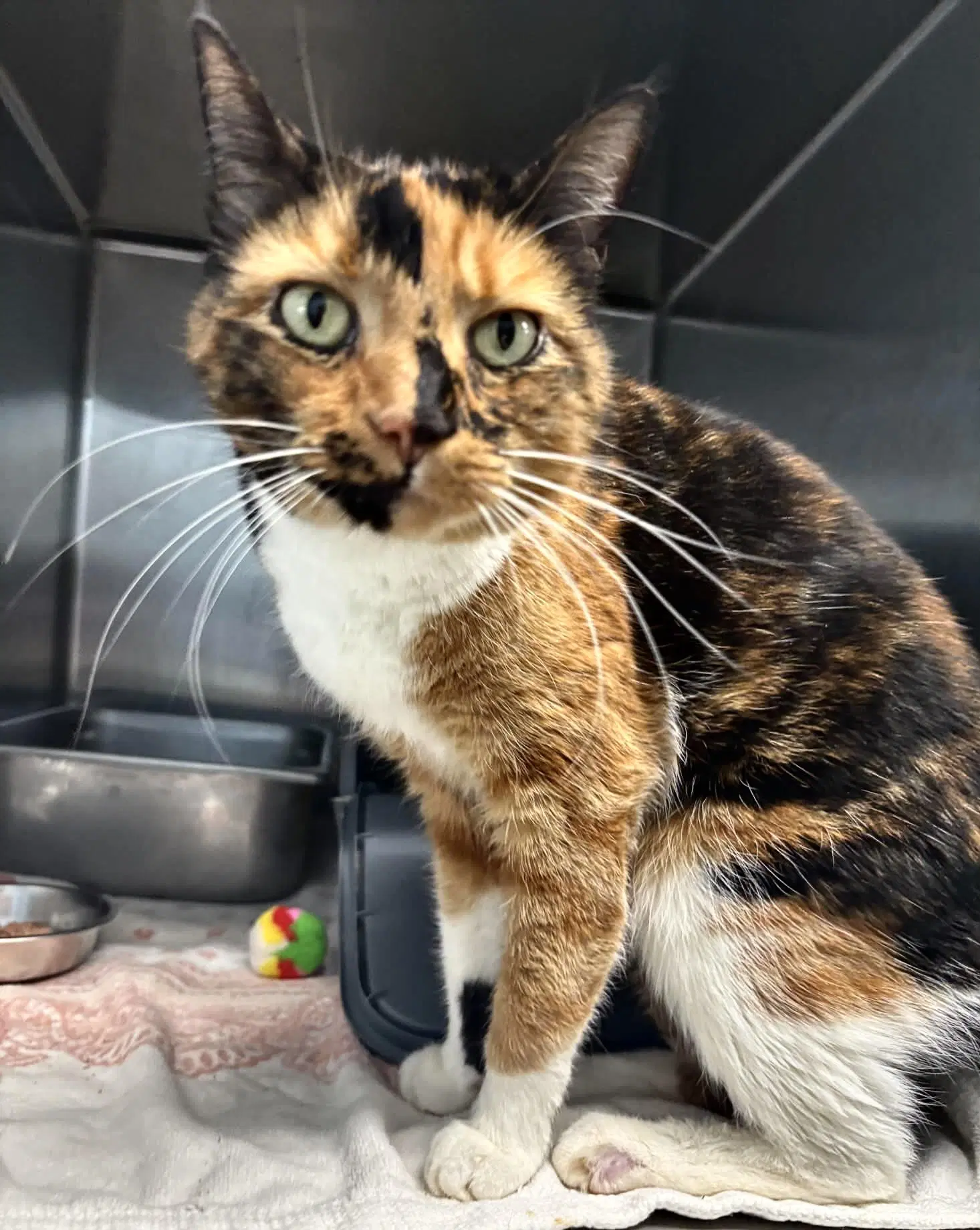 Hazel At Shelter image 3